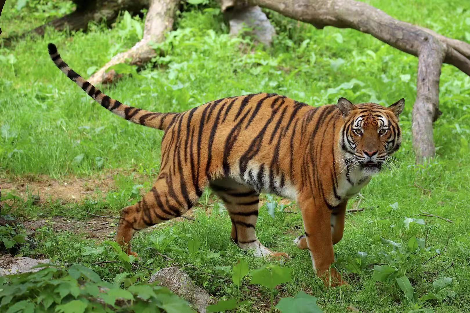 Will the South China tiger make its way back to the wild again? 