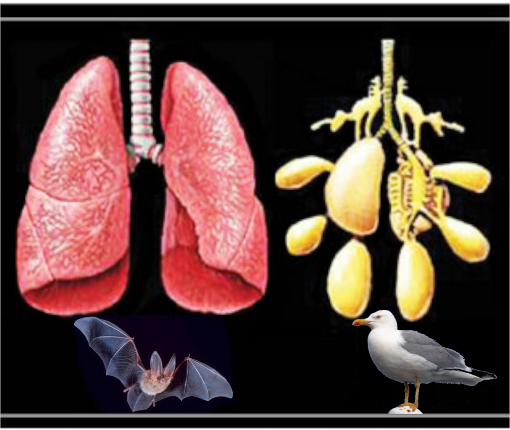 Surviving cyanide one path or many? AGA Blog