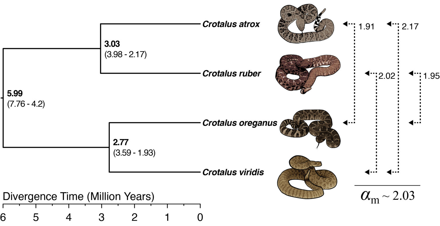 Behind the Science: Male-biased mutation rates in snakes – AGA Blog