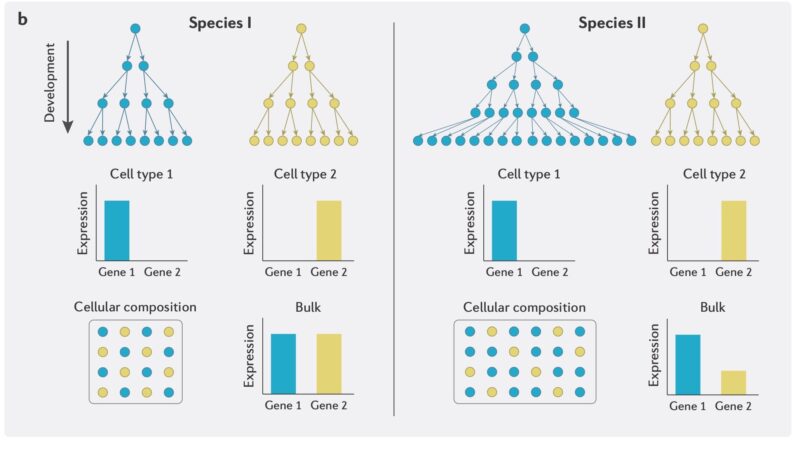 EECG Embarkation: The role of gene expression in avian sexual ...