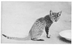 an old, grainy, black and white picture of what the author says is a half-grown wild African cat. it is unclear if the author means the species African wildcat or simply a feral cat living in Africa.